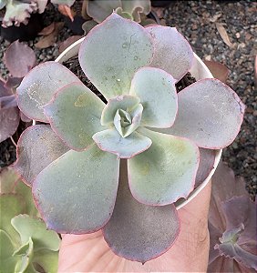 E. GIBB. SAHARA POTE 9
