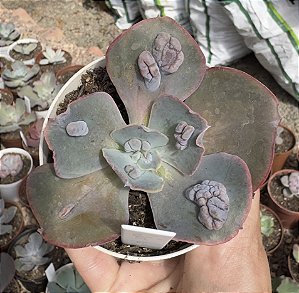 E. GIBB. LILAC FROST POTE 9