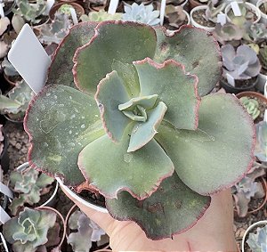 E. GIBB. LEGIANA POTE 9