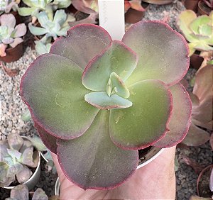 E. GIBB. LEGIANA POTE 9