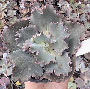 E. GIBB. AVOCADO CUIA 13