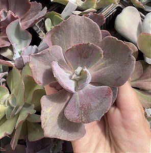 E. GIBB. PHARAOH SEM RAIZ