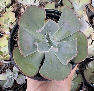 E. GIBB. ALHAMBRA POTE 11