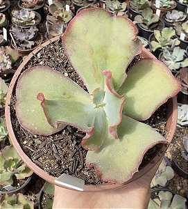 E. GIBB. PHOENIX (CARÚNCULAS) CUIA 13