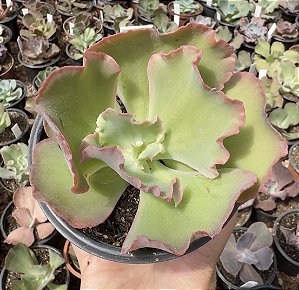 E. GIBB. CUPENO POTE 11