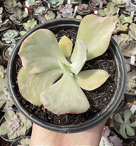 E. SWEET SNOW VAR. POTE 11