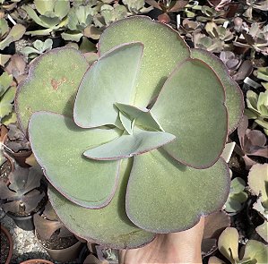 E. GIBB. MISS SOPHIE POTE 11