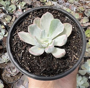 E. BERKELEY VAR. POTE 11