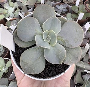 E. GIBB. ROSA DE JADE POTE 9
