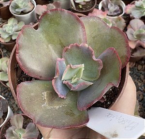 E. GIBB. PHEONIX POTE 9