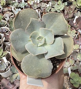 E. GIBB. ROSA DE JADE POTE 9