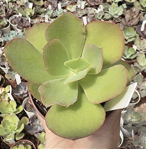 E. GIBB. BLONDIE POTE 9