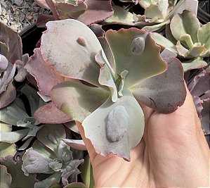 E. GIBB. BLUE CAT SEM RAIZ