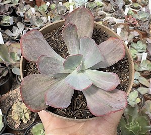 E. GIBB. DREAMS AND PHANTASMS POTE 11