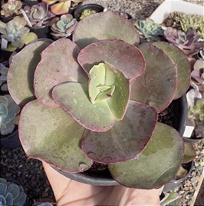 E. GIBB. SUYON POTE 9