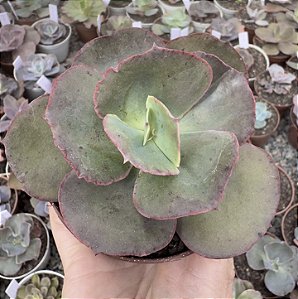 E. GIBB. SUYON POTE 9