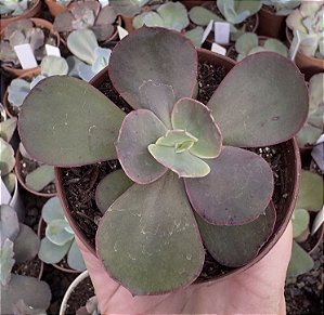 E. GIBB. SUYON POTE 9