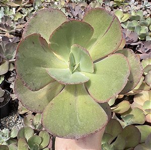 E. GIBB. SUYON POTE 11