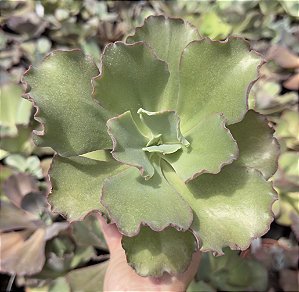 E. GIBB. CAN CAN ASIÁTICA POTE 11