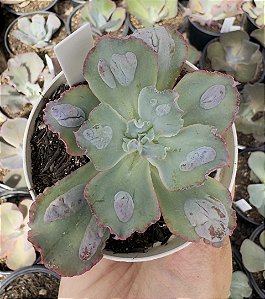 E. GIBB. MOON STONES POTE 9