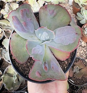 E. GIBB. ETNA POTE 11