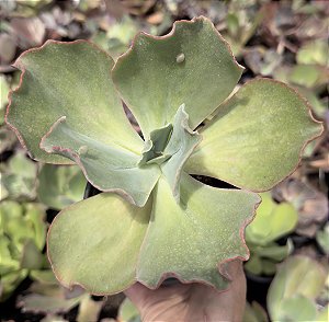 E. GIBB. BARBILLION (CARÚNCULAS) POTE 11