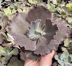 E. GIBB. MISS POTE 11