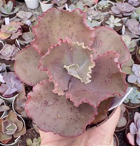 E. GIBB. CARMEN POTE 9 pouca raiz