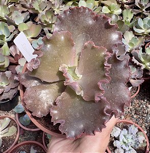 E. GIBB. CARMEN POTE 9