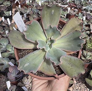 E. GIBB. ZIPHORA CUIA 13