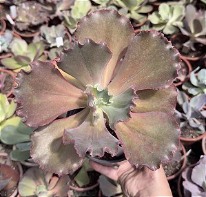 E. GIBB. NUBILUM (CARÚNCULAS) CUIA 13