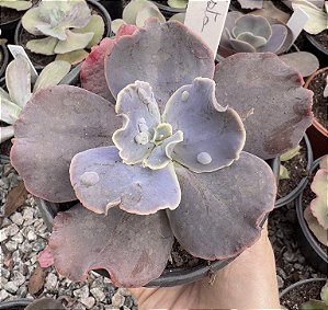 E. GIBB. VISTA CARUNCULAS POTE 11 pouca raiz