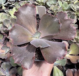 E. GIBB. ONE UP (CARÚNCULAS) POTE 11