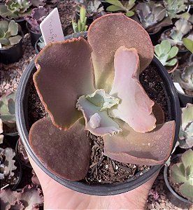 E. GIBB. MAGIC LAMP (CARÚNCULAS) POTE 11