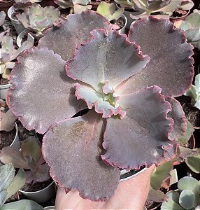 E. GIBB. MOJAVE POTE 11