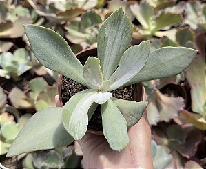 E. GIBB. GERMAN VAR. POTE 9