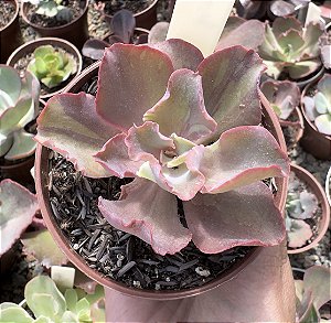 E. GIBB. FURY VAR. POTE 9