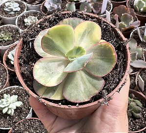 E. GIBB. MERIDIAN VAR. POTE 9 (sem raiz)