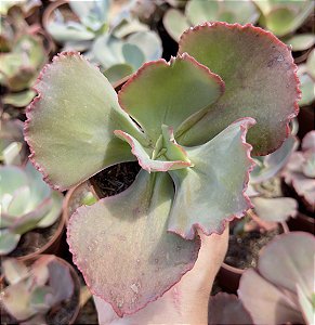 E. GIBB. PETTICOAT POTE 9