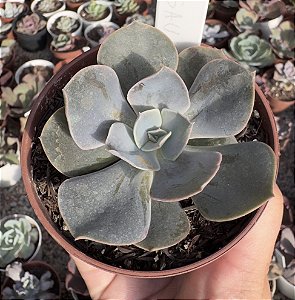 E. GIBB. ROSAURA (CARÚNCULAS) POTE 9