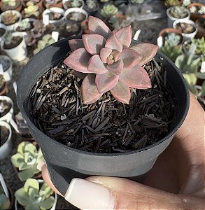 SED. BRONZE VAR. POTE 6