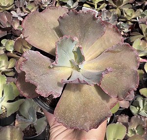 E. GIBB. ALONSA POTE 11