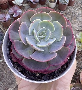 E. MUESLI POTE 9