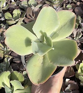 E. GIBB. LEMON ROSE (CARÚNCULAS) POTE 11