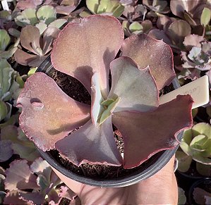 E. GIBB. CARLA (CARÚNCULAS) POTE 9