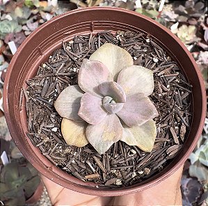 G. MRS RICHARDS VAR. (2) POTE 9