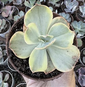 E. ICE AGE VARIEGATA POTE 9 (SEM RAIZ)