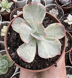 E. ICE AGE VARIEGATA POTE 9