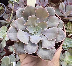 E. ORION X PAINTED POTE 9