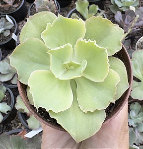 E. GIBB. RAIN BUMPS VAR. POTE 9